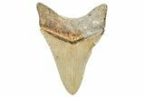 Serrated, Fossil Megalodon Tooth - North Carolina #245743-1